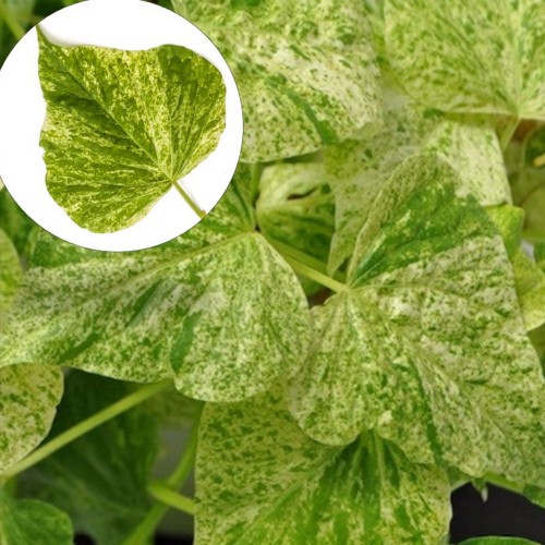 Ipomoea batatas 'Papas® Green Splash' - Ilubataat 'Papas® Green Splash'